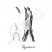 Orthodontic Pliers & Cutters, Rongeurs